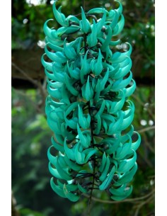 1 Jade Vine (Strongylodon macrobotrys) For sale Online plants HARD TO FIND