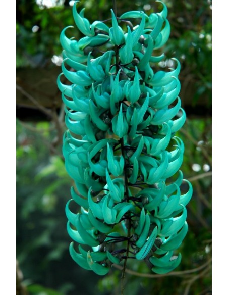 Enredadera de Jade (Strongylodon macrobotrys) Parra esmeralda Venta en Mexico