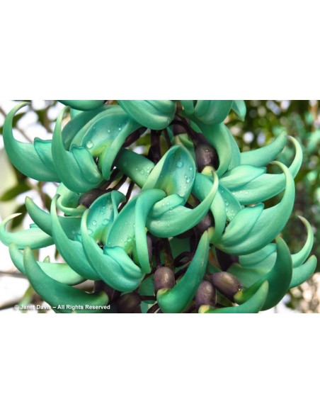 Enredadera de Jade (Strongylodon macrobotrys) Parra esmeralda Venta en Mexico