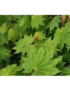 1 Acer palmatum''Junhitoye'' Maple TREE For sale tree nurserie - Worldwide shipping ORDER HERE