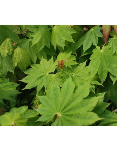 1 Acer palmatum''Junhitoye'' Maple TREE For sale tree nurserie - Worldwide shipping ORDER HERE