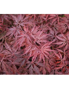 1 Acer palmatum''Red dragon'' Maple TREE For sale tree nurserie - Worldwide shipping ORDER HERE