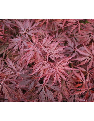 1 Acer palmatum''Red dragon'' Maple TREE For sale tree nurserie - Worldwide shipping ORDER HERE