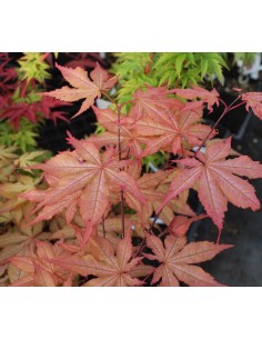 1 Acer palmatum''Amber ghost'' Maple TREE For sale tree nurserie - Worldwide shipping ORDER HERE