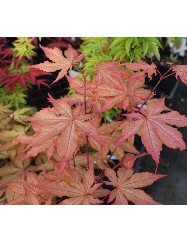 1 Acer palmatum''Amber ghost'' Maple TREE For sale tree nurserie - Worldwide shipping ORDER HERE