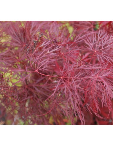 Filigree lace Japanese maple - 2 year grafted plant - Buy rare & native plants from Mexico
