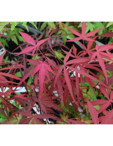Hubb's red willow-  Japanese maple - 2 year grafted plant - Buy rare & native plants from Mexico