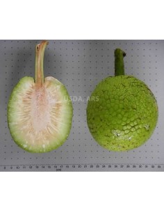 1 Arbolito del PAN - Arbol del pan - Artocarpus altilis de Tabasco para sembrar