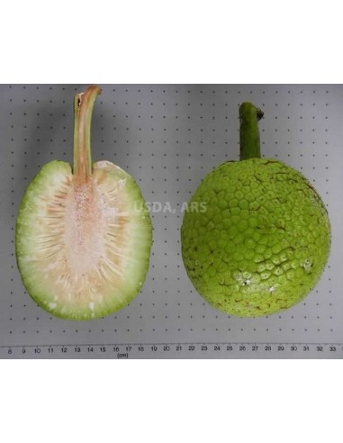 1 Artocarpus altilis tree -  bread fruit tree for sale