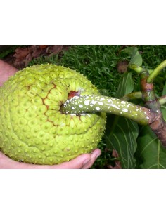 1 Arbolito del PAN - Arbol del pan - Artocarpus altilis de Tabasco para sembrar 2