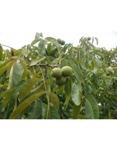 1 Arbolito de Nuez de castilla (Nogal) (Junglans regia) Nogal europeo, nogal comun, Venta de plantas para sembrar. 2