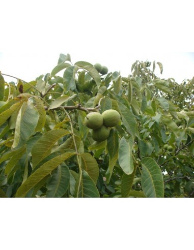 1 Arbolito de Nuez de castilla (Nogal) (Junglans regia) Nogal europeo, nogal comun, Venta de plantas para sembrar.