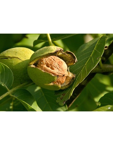 1 Persian walnut, ENGLISH WALNUT - Junglans regia Live tree for sale