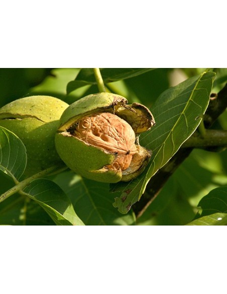 1 Arbolito de Nuez de castilla (Nogal) (Junglans regia) Nogal europeo, nogal comun, Venta de plantas para sembrar.