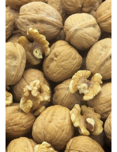 1 Arbolito de Nuez de castilla (Nogal) (Junglans regia) Nogal europeo, nogal comun, Venta de plantas para sembrar.