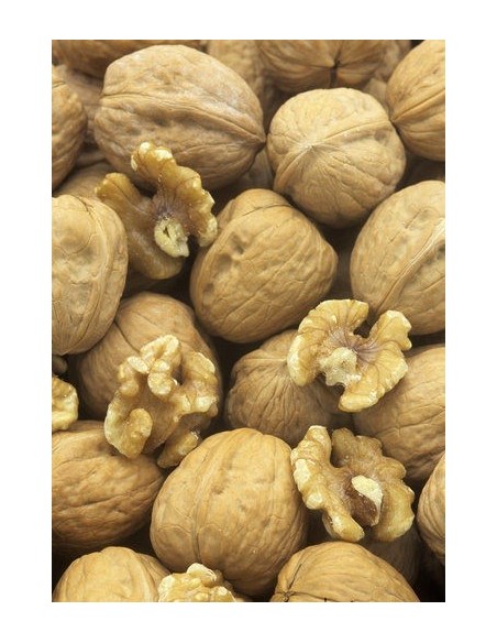 1 Arbolito de Nuez de castilla (Nogal) (Junglans regia) Nogal europeo, nogal comun, Venta de plantas para sembrar.