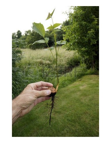 1 Persian walnut, ENGLISH WALNUT - Junglans regia Live tree for sale