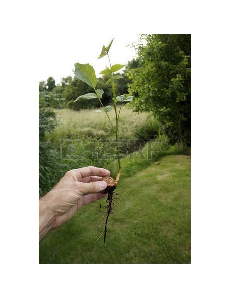 1 Arbolito de Nuez de castilla (Nogal) (Junglans regia) Nogal europeo, nogal comun, Venta de plantas para sembrar.