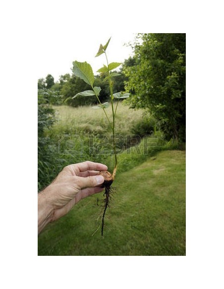 1 Persian walnut, ENGLISH WALNUT - Junglans regia Live tree for sale