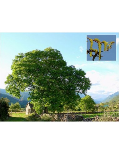 1 Persian walnut, ENGLISH WALNUT - Junglans regia Live tree for sale