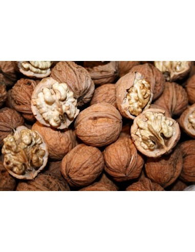 1 Persian walnut, ENGLISH WALNUT - Junglans regia Live tree for sale