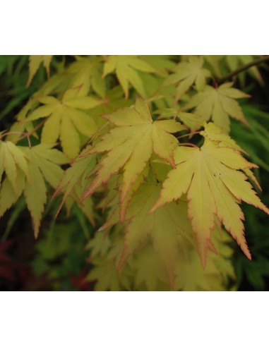 1 Arbolito de arce japones ''Orange dream''  Acer palmatum Mexico - Vendemos maple, arce, etc.