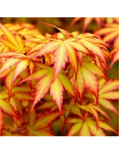 ''Orange dream'' Acer palmatum (Japanese maples for sale) Online 2