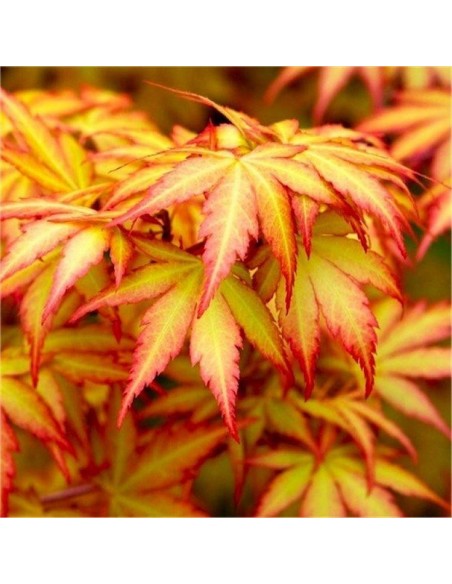 1 Arbolito de arce japones ''Orange dream''  Acer palmatum Mexico - Vendemos maple, arce, etc.
