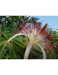 1 Pachira aquatica tree - For sale worlwide shipping On nursery plants.