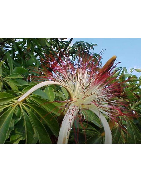1 Pachira aquatica tree - For sale worlwide shipping On nursery plants.