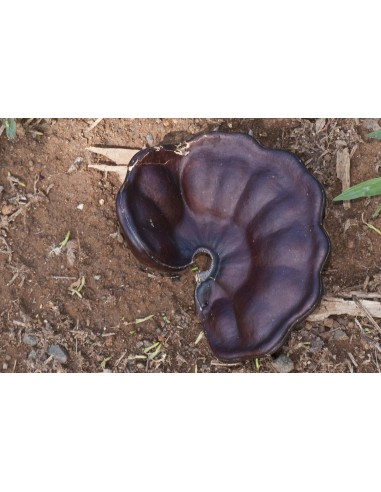 1 Parota live tree (Enterolobium cyclocarpum)