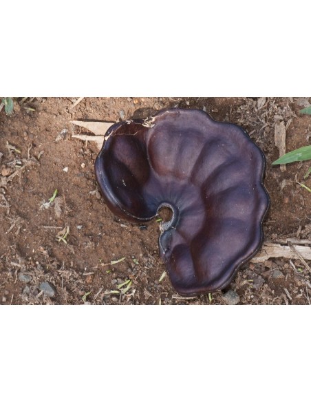 1 Arbolito de Parota (Enterolobium cyclocarpum) Guanacaxtle, Guanacaste , Vivero forestal