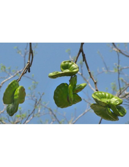 1 Arbolito de Parota (Enterolobium cyclocarpum) Guanacaxtle, Guanacaste , Vivero forestal