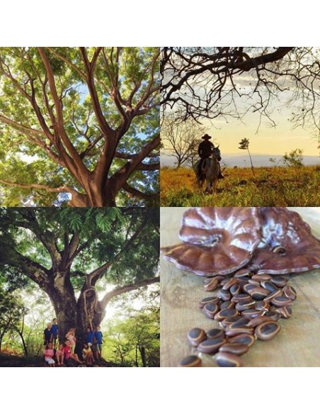 1 Parota live tree (Enterolobium cyclocarpum) 1 Parota live tree (Enterolobium cyclocarpum)