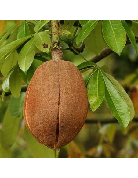1 Arbolito de Pan de mono -- cacao de mono -Pachira aquatica