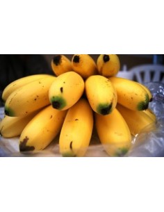 1 ''Dominico'' Chiquita banana ''Minis'' real live plants for sale (Musa acuminata) 2