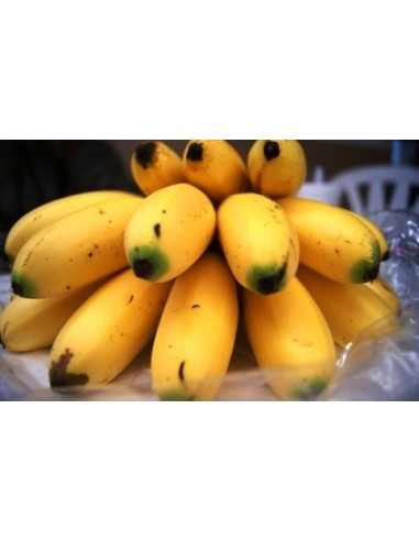 1 Planta Platano Dominico (Musa acuminata) AA Bananero de fruto mini (Lady finger) Venta