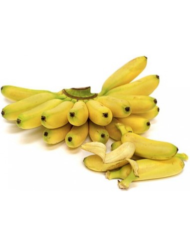 1 ''Dominico'' Chiquita banana ''Minis'' real live plants for sale (Musa acuminata)