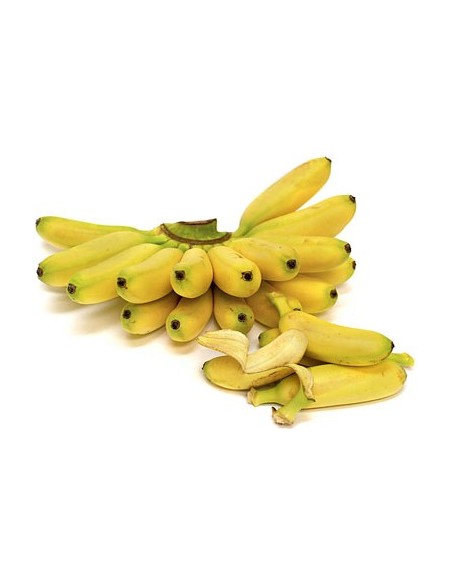1 Planta Platano Dominico (Musa acuminata) AA Bananero de fruto mini (Lady finger) Venta