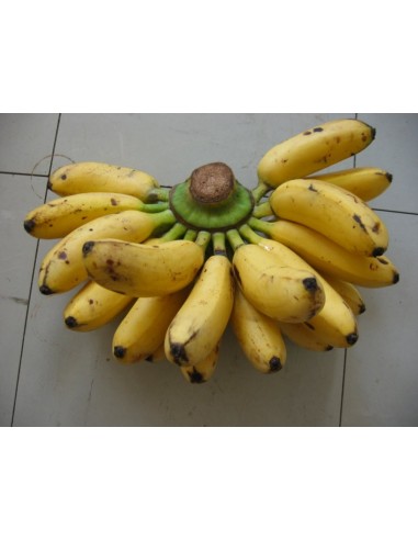 1 Planta Platano Dominico (Musa acuminata) AA Bananero de fruto mini (Lady finger) Venta