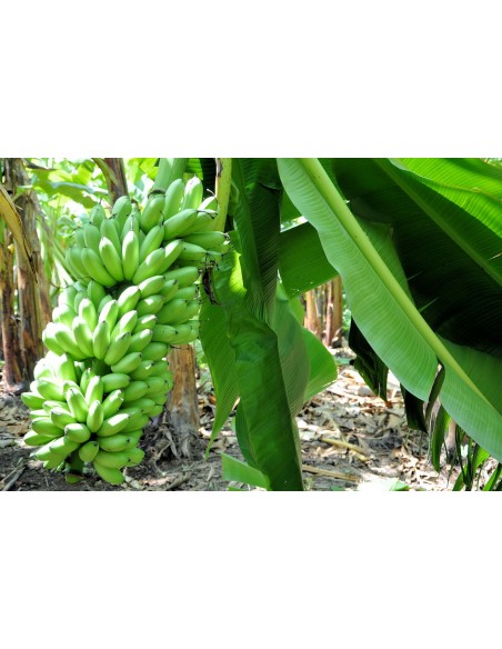 1 ''Dominico'' Chiquita banana ''Minis'' real live plants for sale (Musa acuminata)