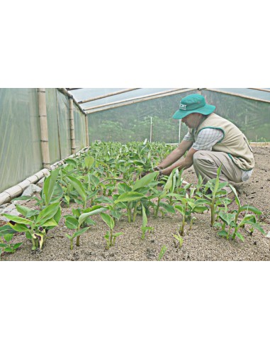 1 ''Dominico'' Chiquita banana ''Minis'' real live plants for sale (Musa acuminata)