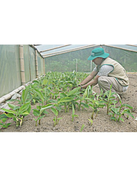 1 ''Dominico'' Chiquita banana ''Minis'' real live plants for sale (Musa acuminata)