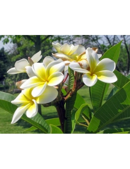1 Arbolito de Plumeria ''Veracruz endemica'' Flor blanca - Frangipiani, plumeria, suchil, xochitl, flores Vivero venta