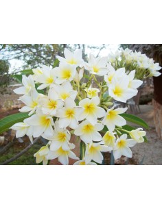 1 Arbolito de Plumeria ''Veracruz endemica'' Flor blanca - Frangipiani, plumeria, suchil, xochitl, flores Vivero venta 2