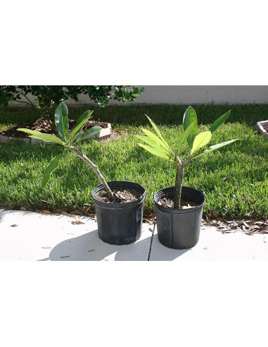 1 White ''Veracruz'' Mexican plumeria - Endemic