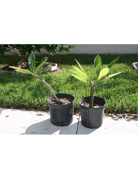 1 Arbolito de Plumeria ''Veracruz endemica'' Flor blanca - Frangipiani, plumeria, suchil, xochitl, flores Vivero venta