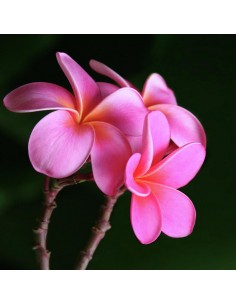 1 Arbolito de Plumeria ''Rosa intenso'' Plantas de Flor de Mayo, suchil, Todos los colores, Vivero online