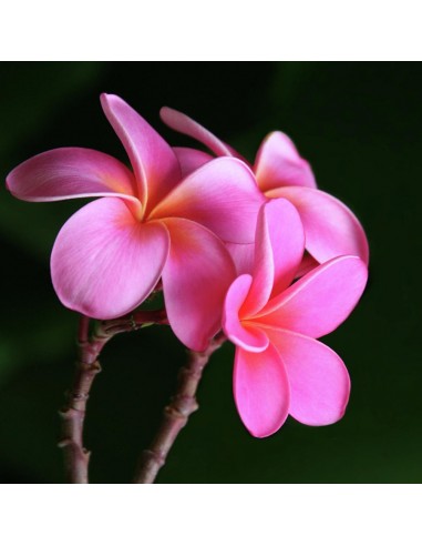 1 Pink ''Veracruz'' Mexican plumeria - Endemic