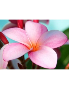 1 Arbolito de Plumeria ''Rosa intenso'' Plantas de Flor de Mayo, suchil, Todos los colores, Vivero online 2